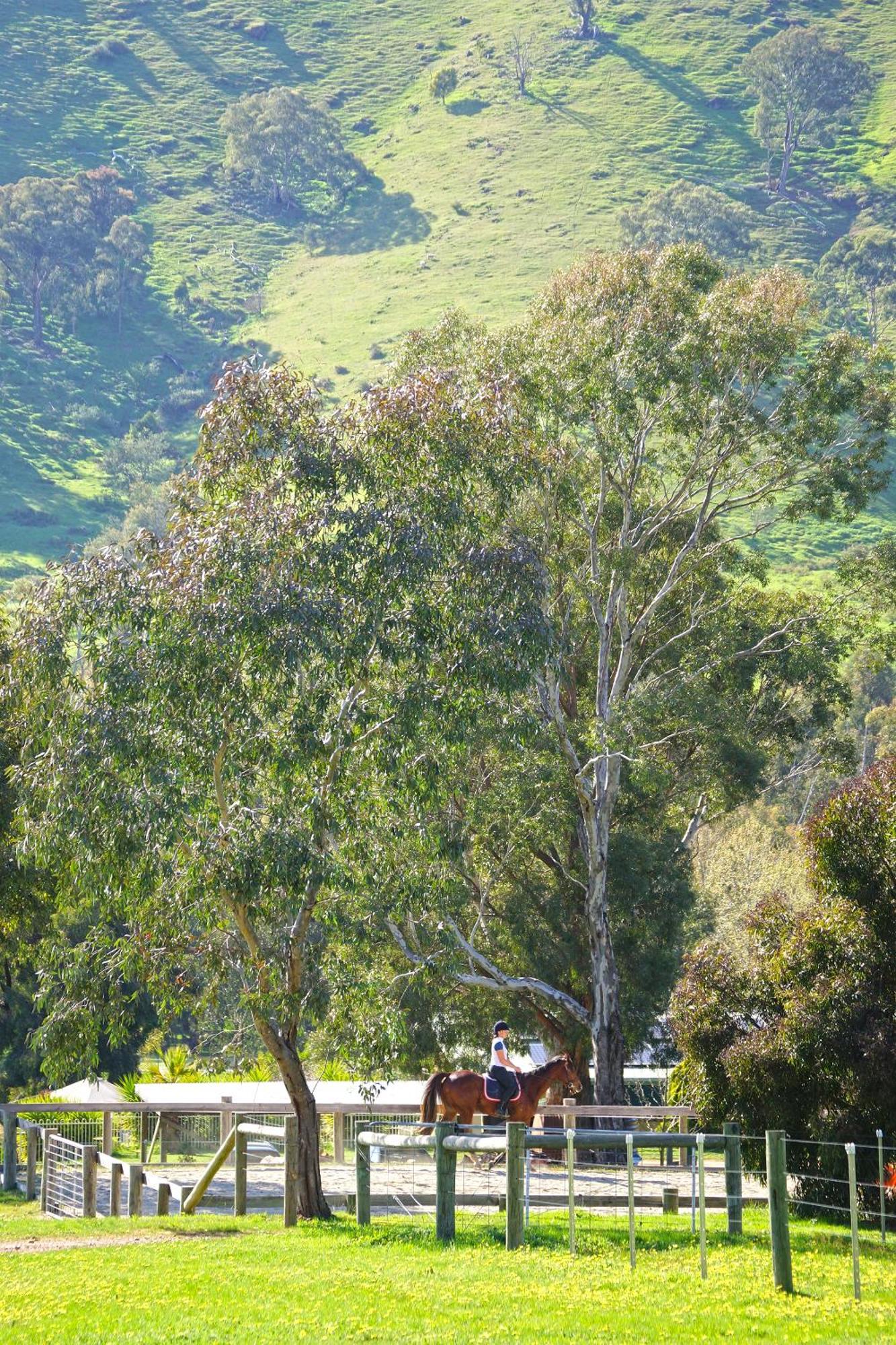 Stringybark, Halls On Falls Homestead Strath Creek Exterior photo