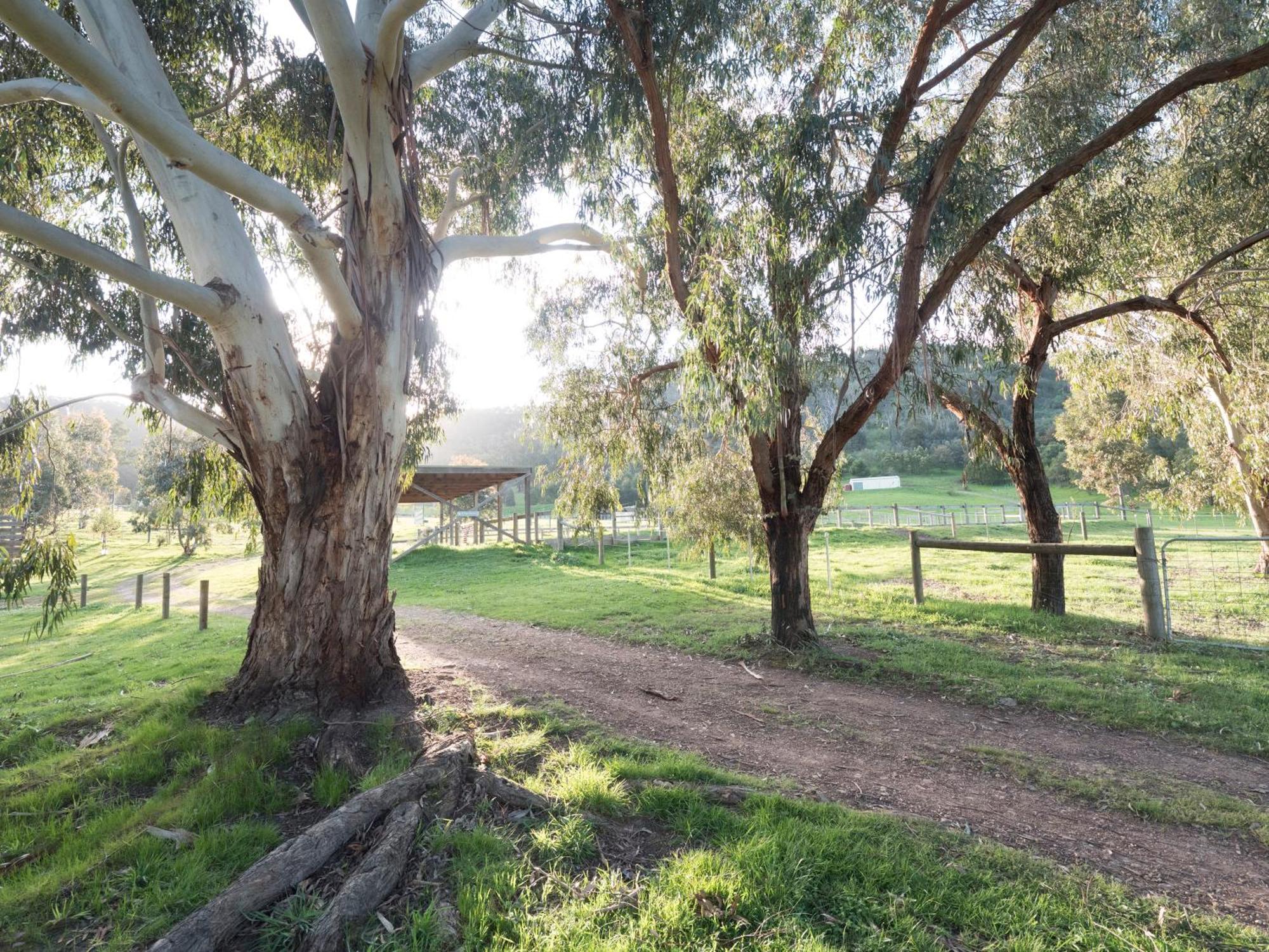 Stringybark, Halls On Falls Homestead Strath Creek Exterior photo